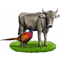 5-x-800-gr-lieblings-mahlzeit-teraviljavaba-konserv-koertele-veise-ja-faasanilihaga-1-1.jpg 6 x 800 gr. Liebling´s Mahlzeit TERAVILJAVABA konserv koertele veise- ja faasanilihaga