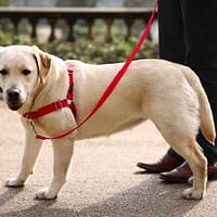 easy-walk-traksid-punased-1.jpg Easy Walk tirimisvastased traksid - punased