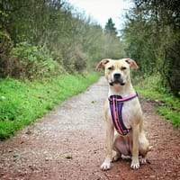 ezydog-quick-fit-traksid-8.jpg Rinnaplaadiga traksid - 9 eri värvi