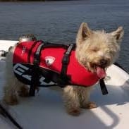 paastevest-punane-4.jpg EZYDOG Micro punane päästevest väikestele koertele, suurus XXXS