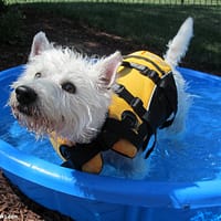 paastevest-punane-5.jpg EZYDOG Micro punane päästevest väikestele koertele, suurus XXXS