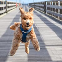 pehmendustega-traksid-roosa-1-8.jpg Pehmendustega traksid ( sinised )