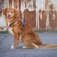 pehmendustega-traksid-roosa-1-9.jpg Pehmendustega traksid ( sinised )