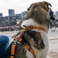 oranz2 Comfort Walk Air™ traksid  oranžid