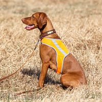 IMG_9152 Oranž helkurvest koertele