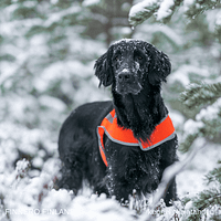 vest2 Oranž helkurvest koertele