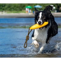 Kiwi Walker Let’s Play! Zeppelin1 Kiwi Walker Let’s Play! Zeppelin Maxi