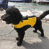 kollane1 Ezydog päästevest DFD X2 Boost - suurus S, kollane ( uus mudel)