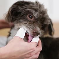 lapid2 Hambapuhastuslapid näpule Trixie