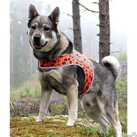 forest vest Oranž helkurvest Forest koertele