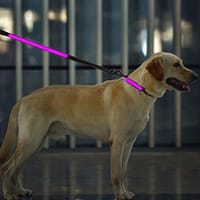 led-valgusega-tekstiilist-jalutusrihm-koerale-must8 LED-valgusega mustast tekstiilist jalutusrihm, 8 valgusrežiimi