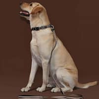 led-valgusega-tekstiilist-jalutusrihm-koerale-pruun7 LED-valgusega pruunist tekstiilist jalutusrihm, 8 valgusrežiimi