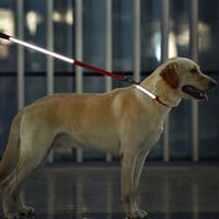 led-valgusega-tekstiilist-jalutusrihm-koerale-punane6 LED-valgusega mustast tekstiilist jalutusrihm, 8 valgusrežiimi