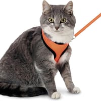 kass Flamingo oranžid kassi vesttraksid jalutusrihmaga M-suurus