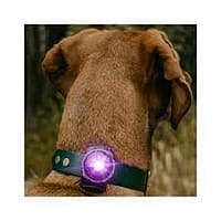lilla1 Orbiloc lilla LED ohutuslamp koera rihmale