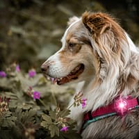 roosa1 Orbiloc roosa LED ohutuslamp koera rihmale