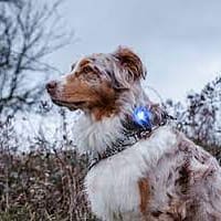 sinine1 Orbiloc sinine LED ohutuslamp koera rihmale