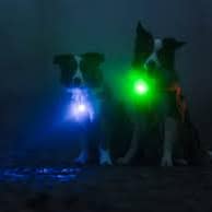 sinine2 Orbiloc sinine LED ohutuslamp koera rihmale