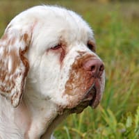 394650555_712338960743429_2378359409511361357_n Ocryl® silmapuhastusvahend kõikidele loomadele 135 ml.