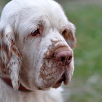 395530344_345777057947489_6374597242306276578_n Ocryl® silmapuhastusvahend kõikidele loomadele 135 ml.