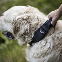 dog-collars-with-handles Julius-K9 käepidemega kaelarihm koerale oranž/hall, kaelaümbermõõdule 49-70 cm.