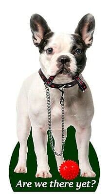 prantslane pied Õhuvärskendaja - Prantsuse buldog ( pied )