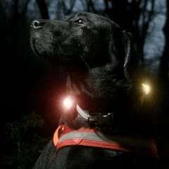 orbiloc-ohutuslamp-koera-rihmale-2.jpg Orbiloc punane LED ohutuslamp koera rihmale