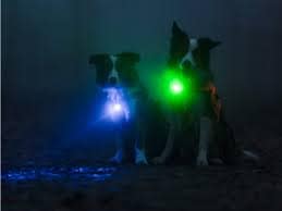 sinine2 Orbiloc sinine LED ohutuslamp koera rihmale