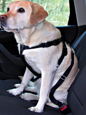 autosoidu-turvatraksid-komplektina.jpg Autosõidu turvatraksid komplektina