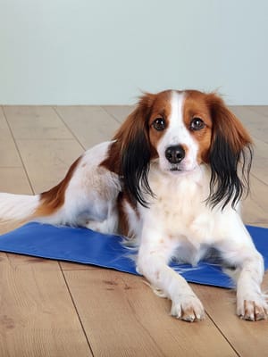 jahutav-matt.jpg Jahutav matt 50 x 40 cm.