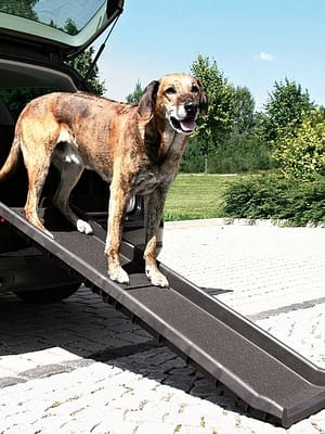 ramp-petwalk.jpg Ramp Petwalk