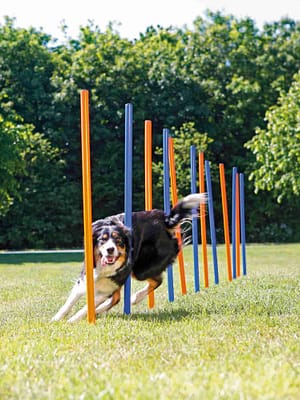 slaalomi-komplekt.jpg Slaalomi komplekt