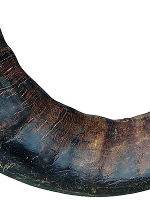 vesipuehvli-sarv-naerimiseks.jpg Vesipühvli sarv närimiseks