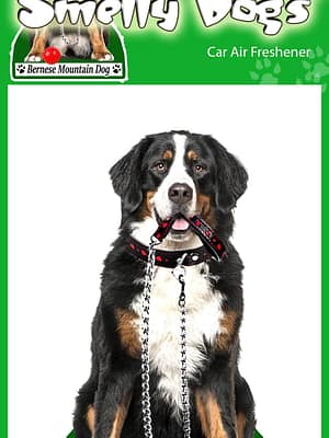 Bernese Õhuvärskendaja - Berni Alpi karjakoer