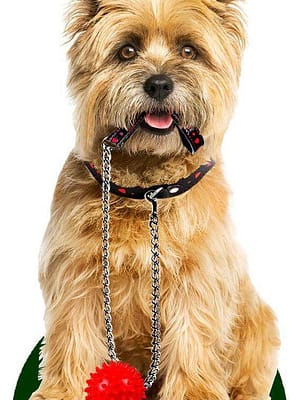 cairni terjer Õhuvärskendaja - Cairni terjer