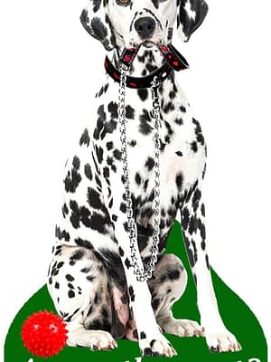 dalmaatslane Õhuvärskendaja - Dalmaatsia koer