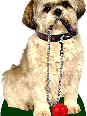 shih tzu Õhuvärskendaja - Shih Tzu