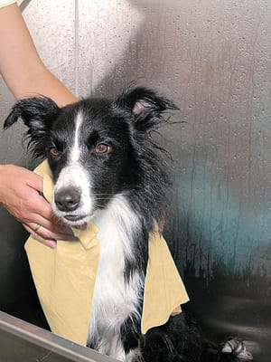 magic towel2 Show Tech käterätik Magic Towel 66 x 43 cm.