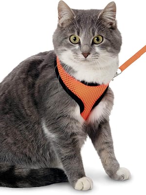 kass Flamingo oranžid kassi vesttraksid jalutusrihmaga M-suurus