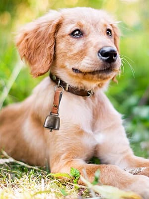 kelluke Kelluke kaelarihma külge