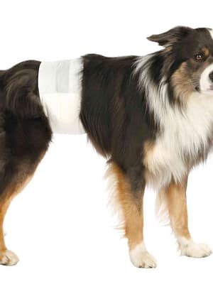 koer1 Ühekordsed hügieenisidemed väikest kasvu isastele koertele 12 tk. pakk, suurus XS