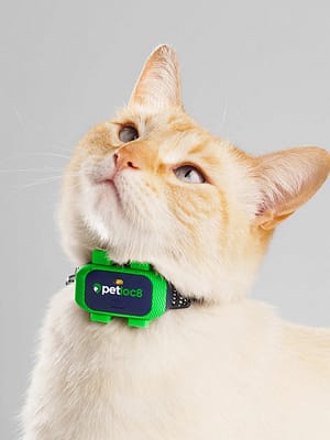 Petloc8 Mini GPS jälgimisseade väikest kasvu koertele ja kassidele