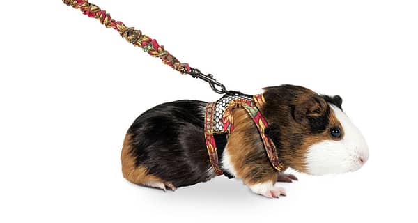 Flamingo traksid+jalutusrihm meriseale või tuhkrule, suurus M