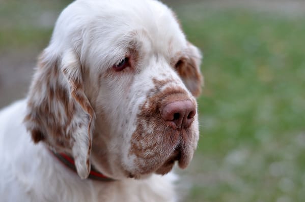 395530344_345777057947489_6374597242306276578_n Ocryl® silmapuhastusvahend kõikidele loomadele 135 ml.