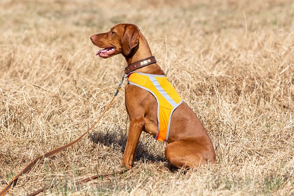 IMG_9152 Oranž helkurvest koertele