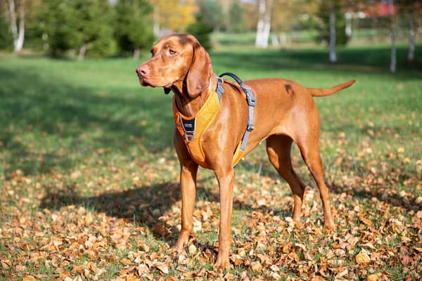 120711446_378143850039910_9016541862541013070_n Pehmendustega traksid (oranžid)