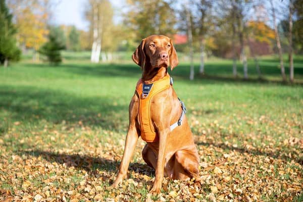 120765166_3377645162461539_3929462342316281899_n Pehmendustega traksid (oranžid)