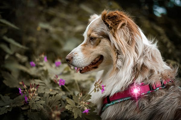 roosa1 Orbiloc roosa LED ohutuslamp koera rihmale