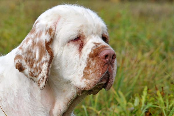 394650555_712338960743429_2378359409511361357_n Ocryl® silmapuhastusvahend kõikidele loomadele 135 ml.