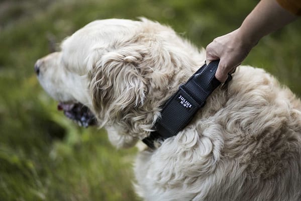 dog-collars-with-handles Julius-K9 käepidemega kaelarihm koerale oranž/hall, kaelaümbermõõdule 49-70 cm.